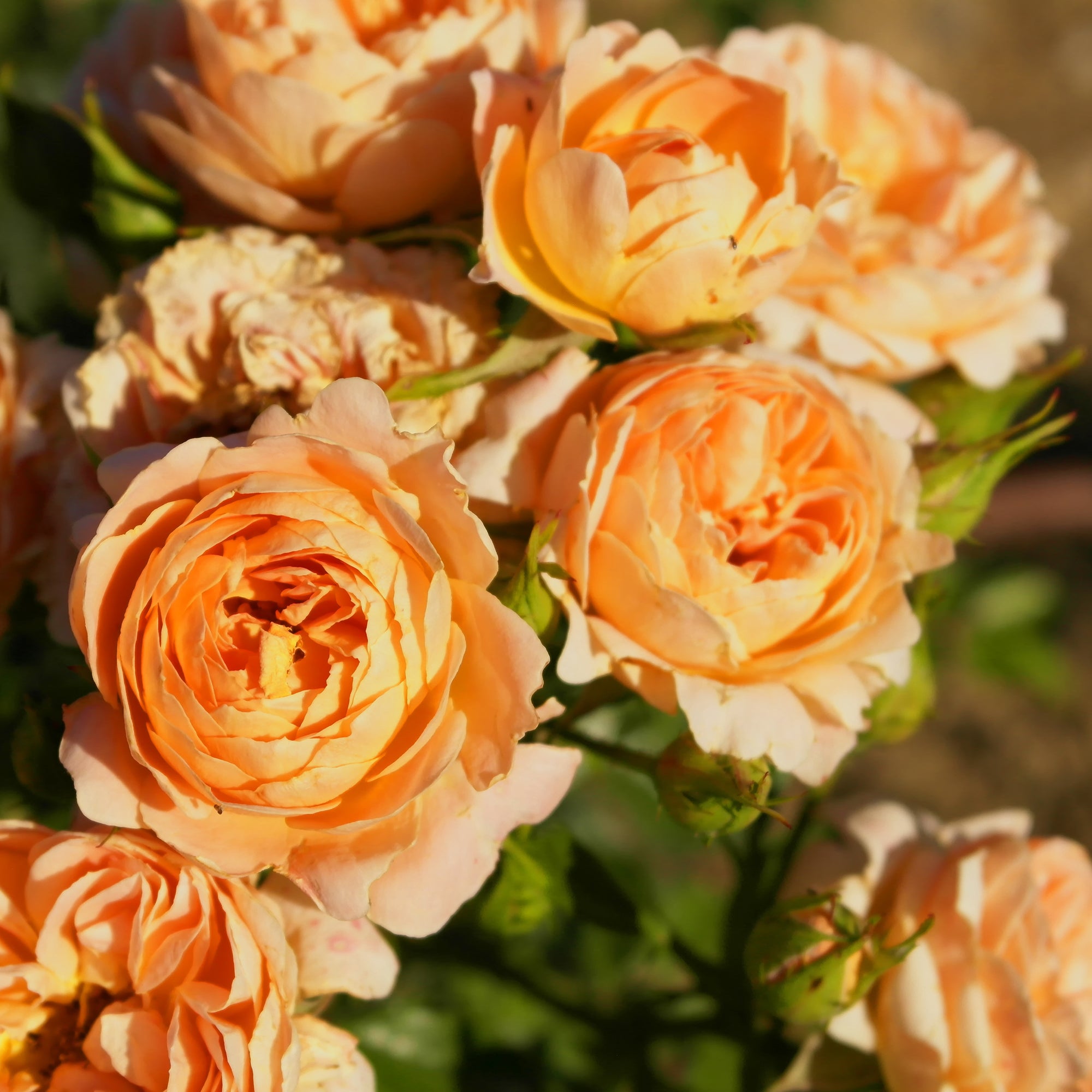 Bakker Rosiers Sweet Dream rosier pot 3L orange