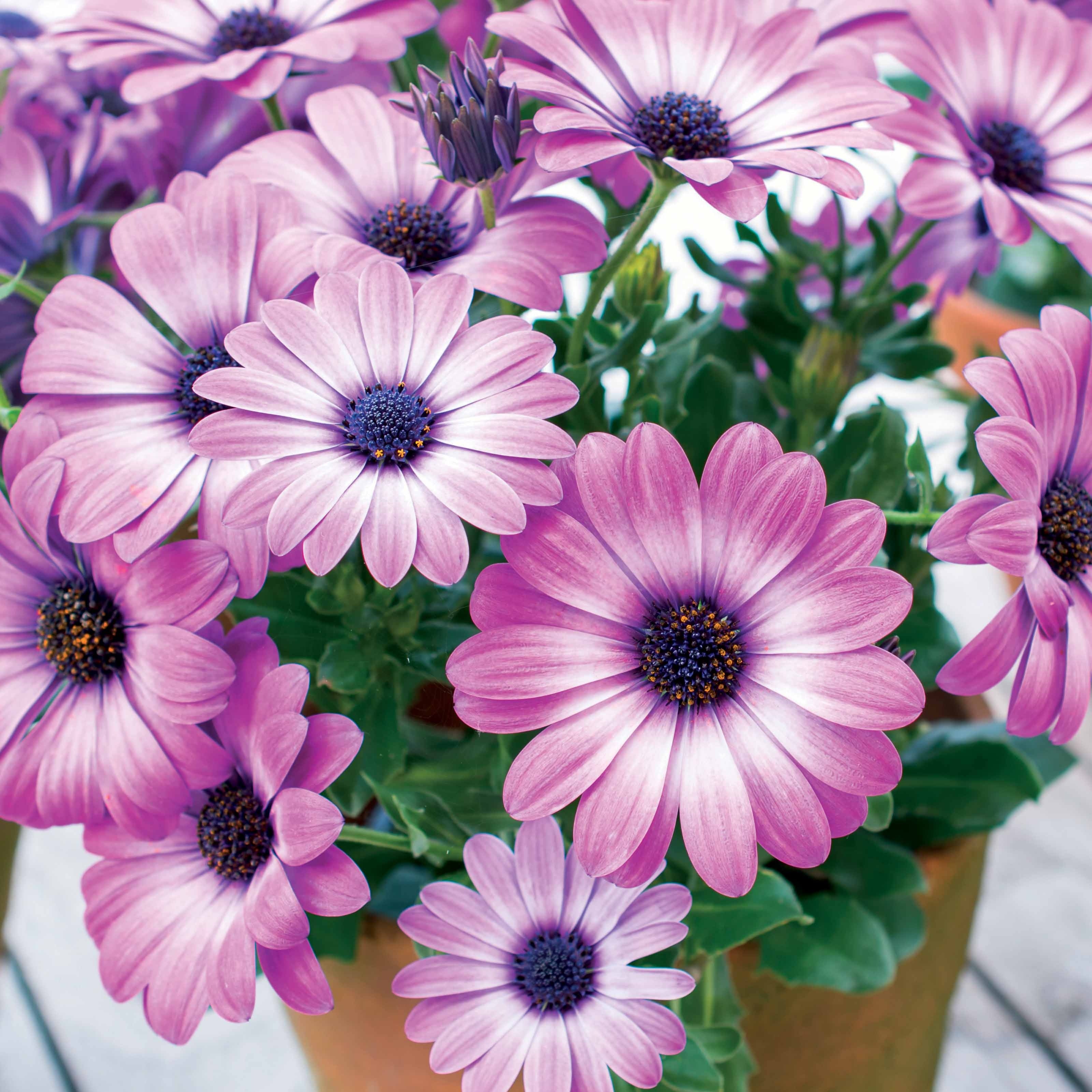 Bakker Plantes de terrasses Marguerite du Cap Pink Flave 3 pots