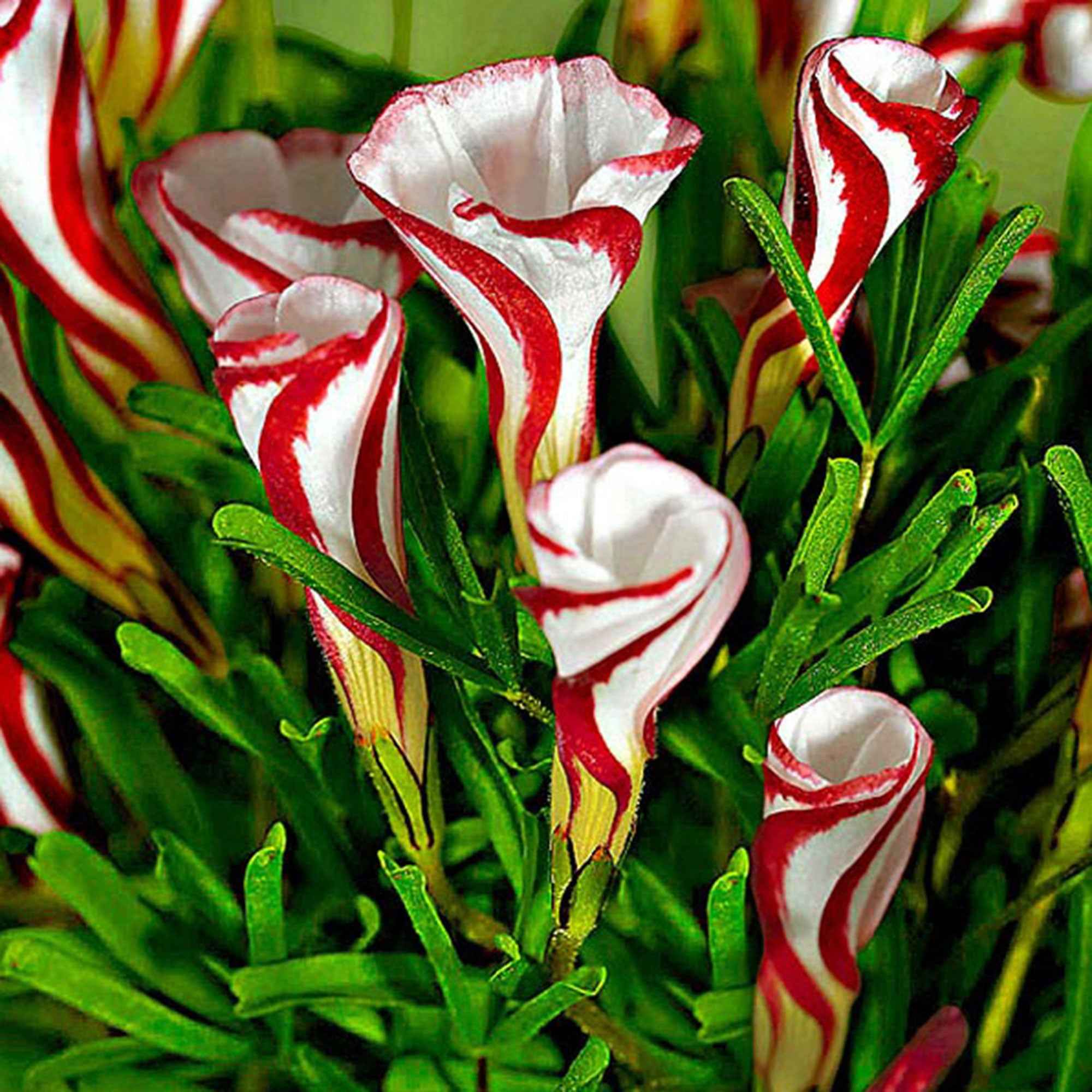 Bakker 10 Oxalis striés bulbes sachet calibre III multicolore