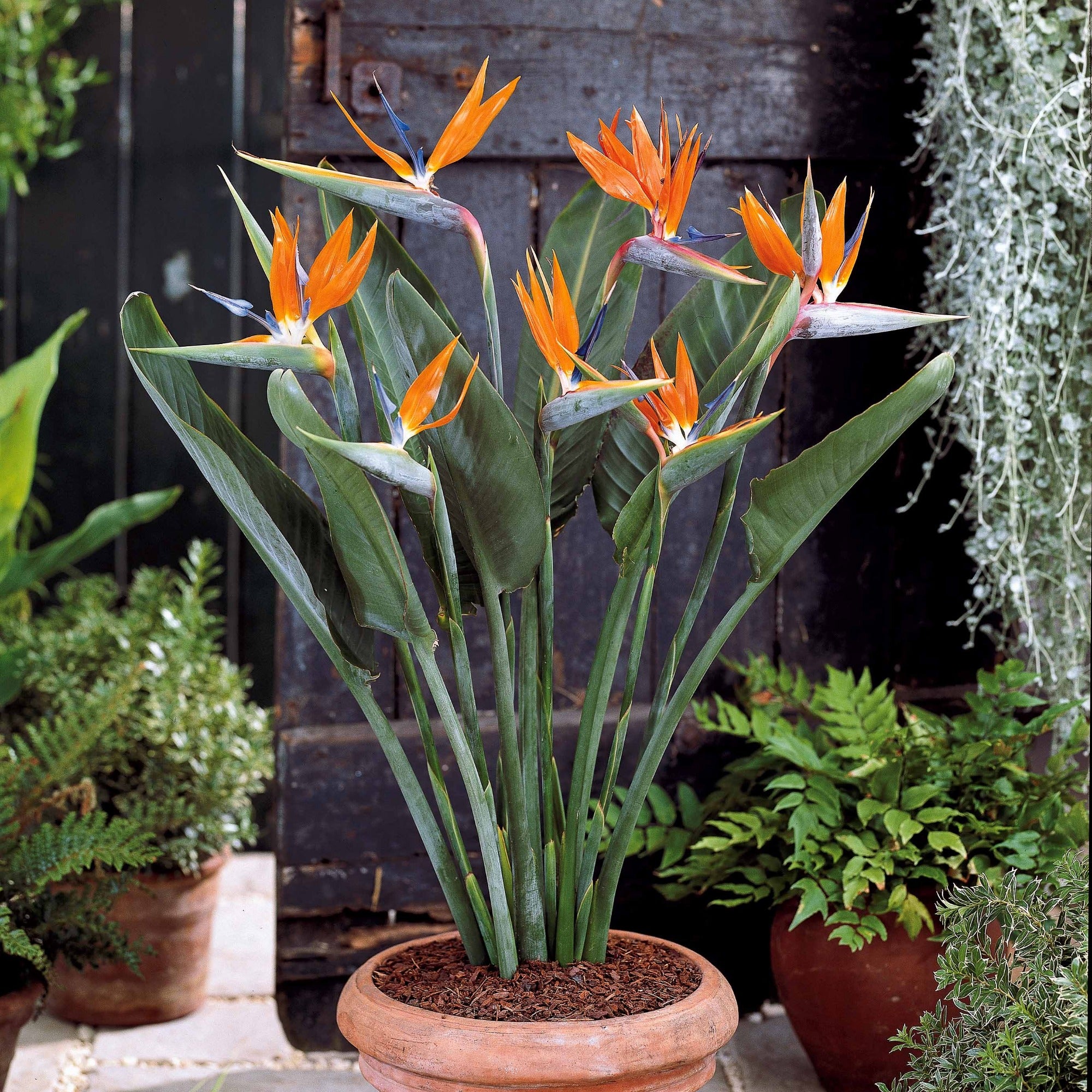 Bakker Strelitzia reginae humilis oiseau paradis pot 13 cm 35 cm