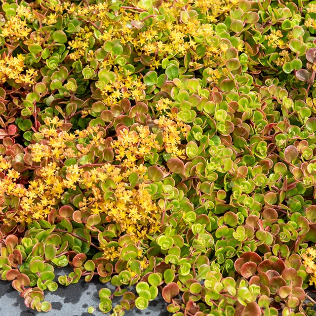 Bakker Coral Reef sedum pot Ø9cm feuillage rouge
