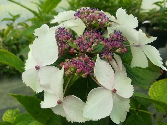 Les Hortensias du Haut Bois Grayswood hortensia serrata fleurs plates