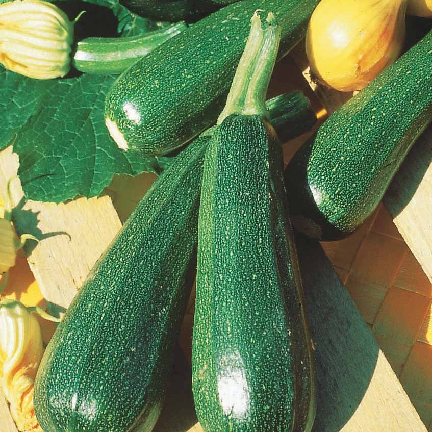 Bakker Courgette verte non coureuse sachet 3g 15 graines