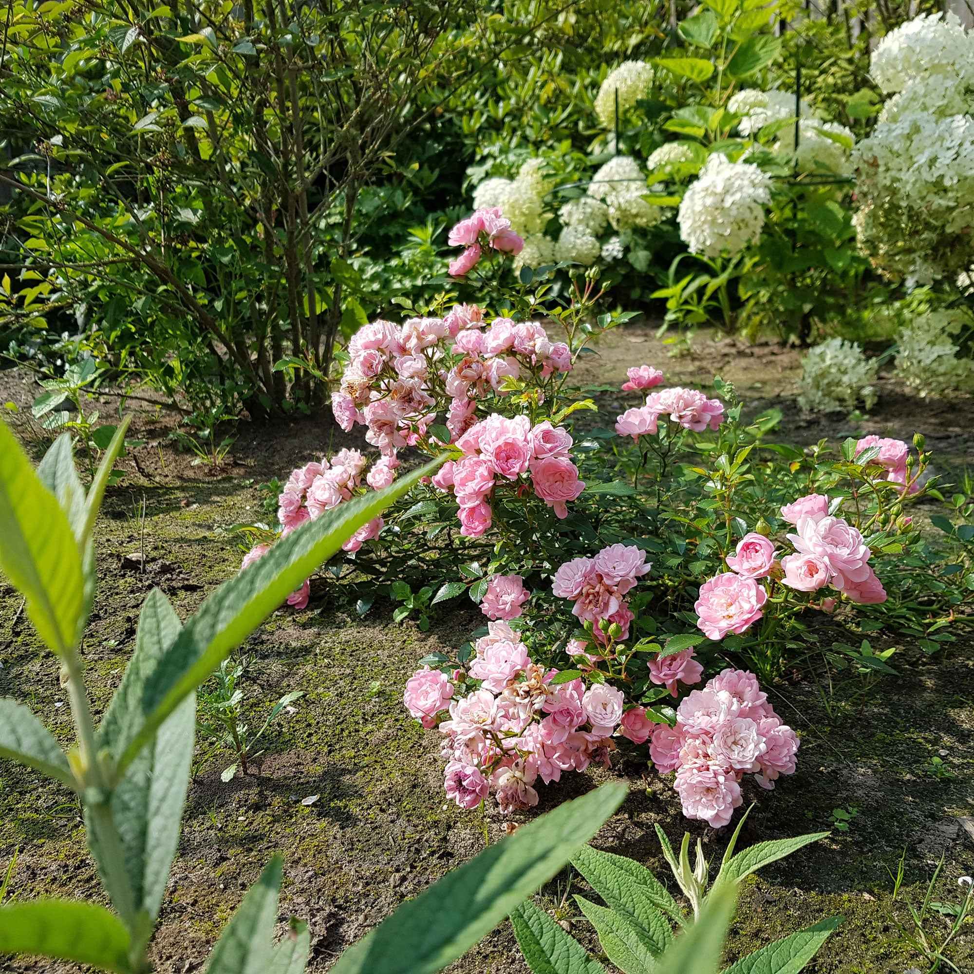Bakker Rosiers The Fairy rosier à massif pot 3L rose