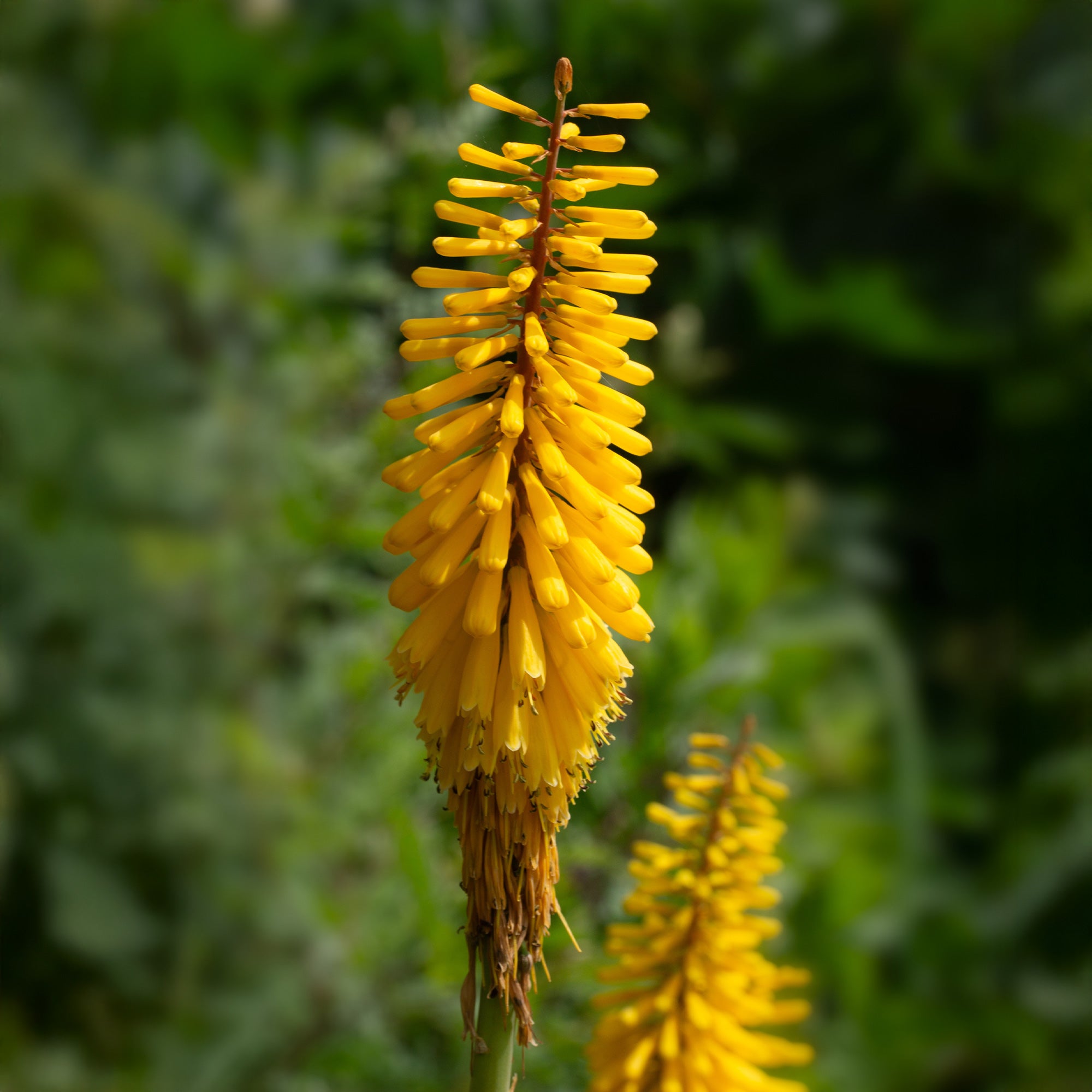 Bakker Tritoma jaune Kniphofia vivace lot 3 racines jaune pur