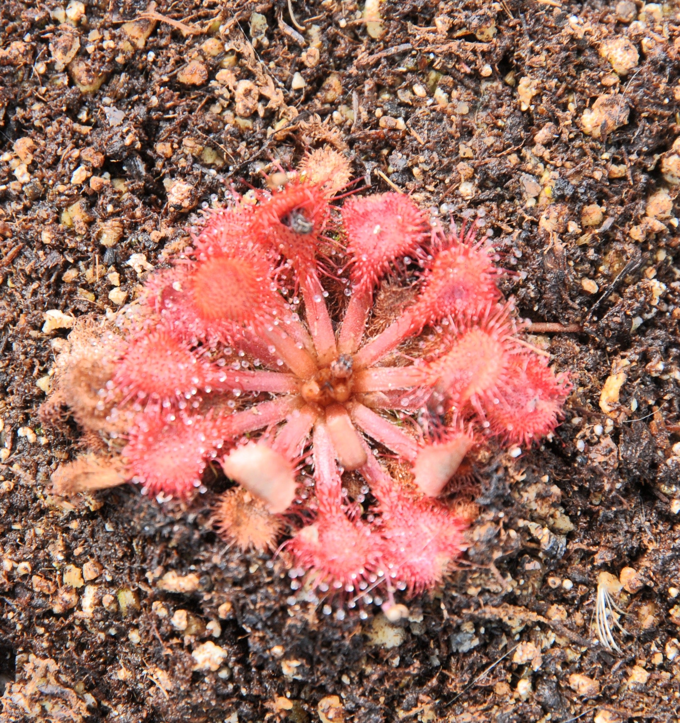 Carniflore Drosera capillaris plante carnivore pot 9cm