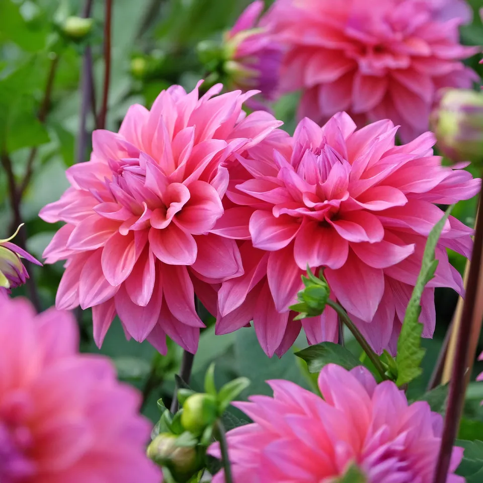 Bakker Dahlia Feline Yvonne bulbe sachet 3 bulbes rose pastel