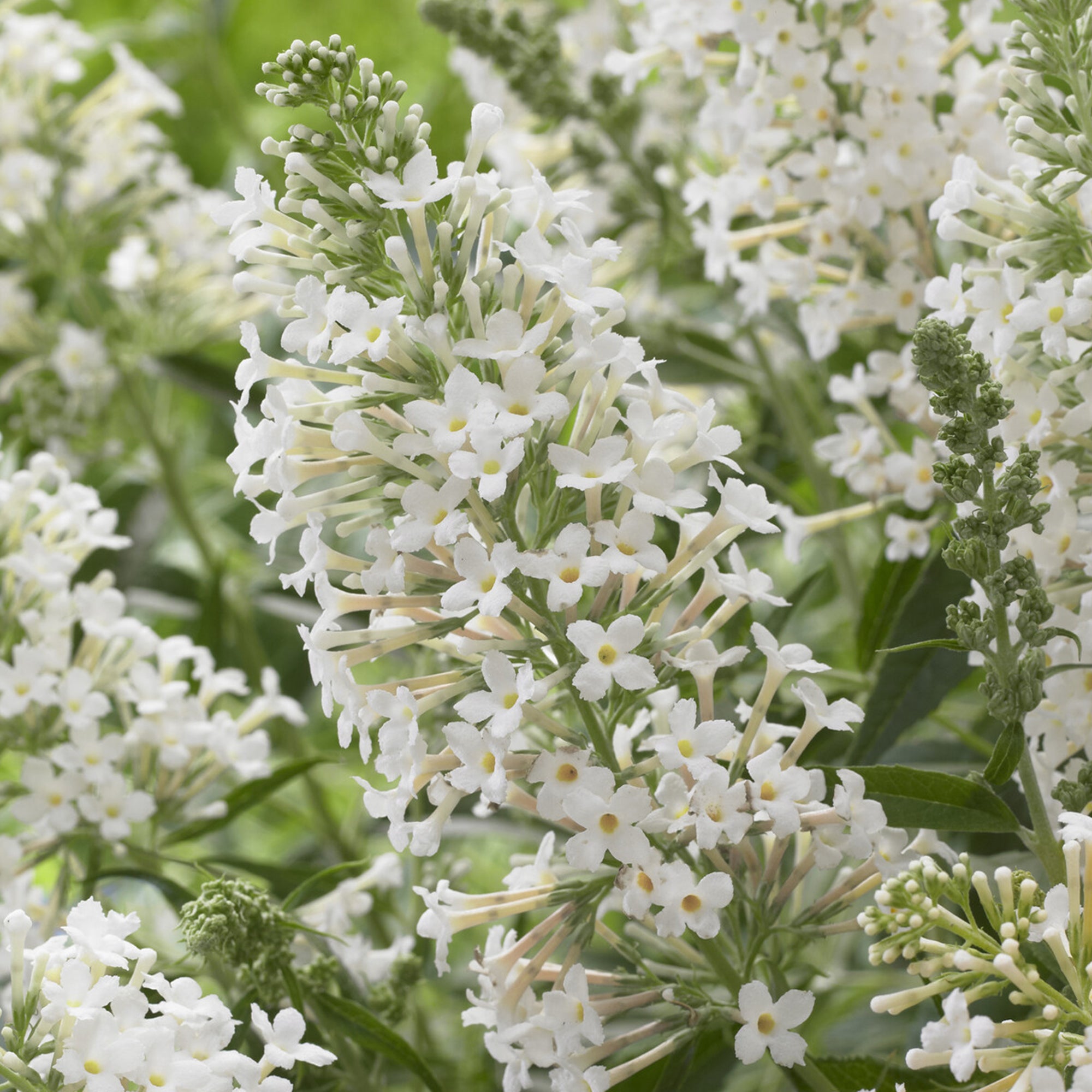 Bakker Buddleia Snow White arbuste nain blanc pot Ø 9cm