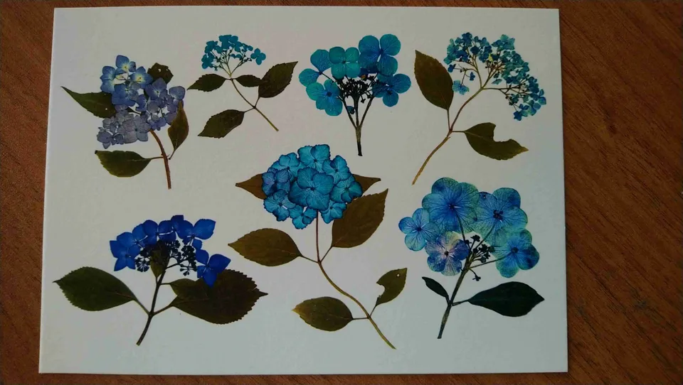 Les Hortensias du Haut Bois Planche d'hortensias carte postale A6