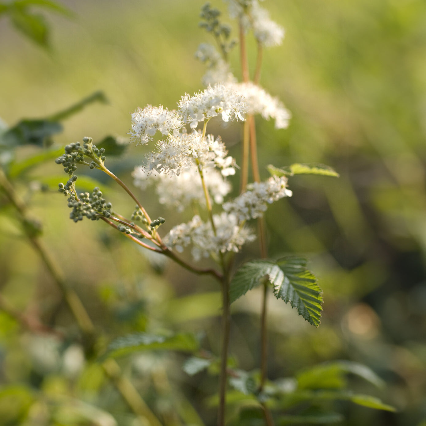 Bakker Reine des prés Filipendula vivace blanche pot Ø 9 cm