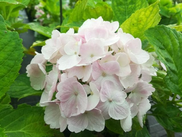 Les Hortensias du Haut Bois Marie Claire hortensia boule godet