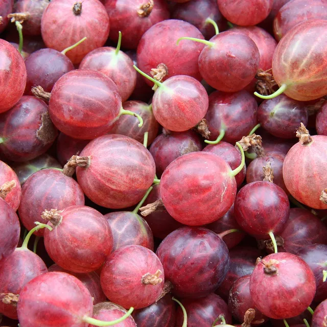 Bakker Groseillier Hinnonmäki Rouge pot 2L baies sucrées