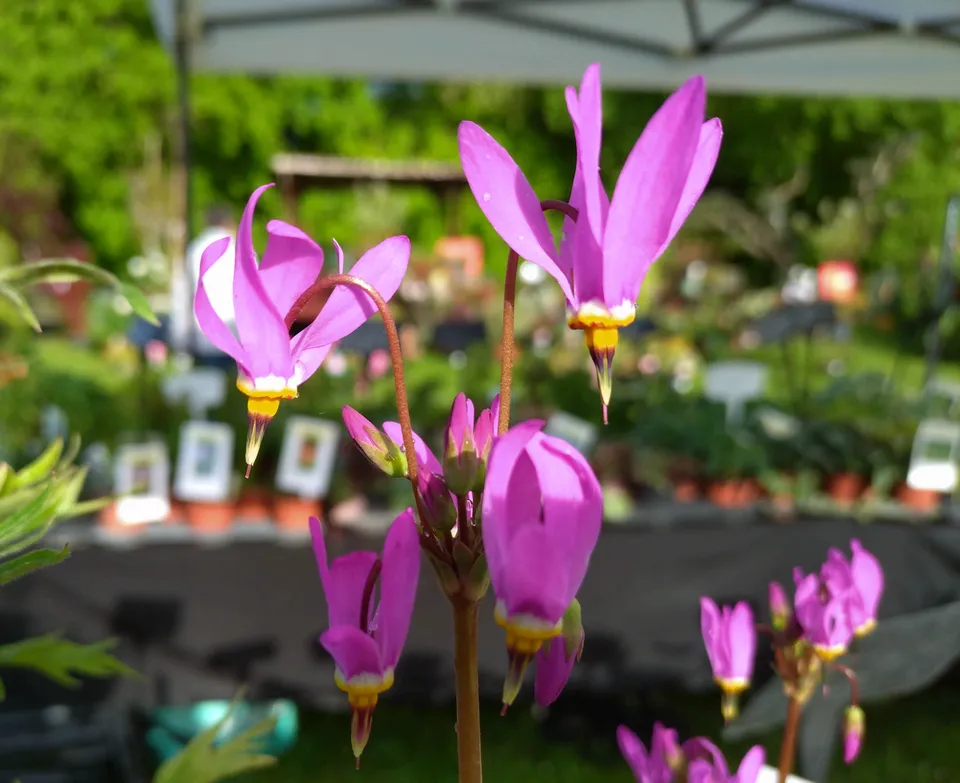 Passion Vivaces DODECATHEON meadia Queen Victoria pot 1 litre