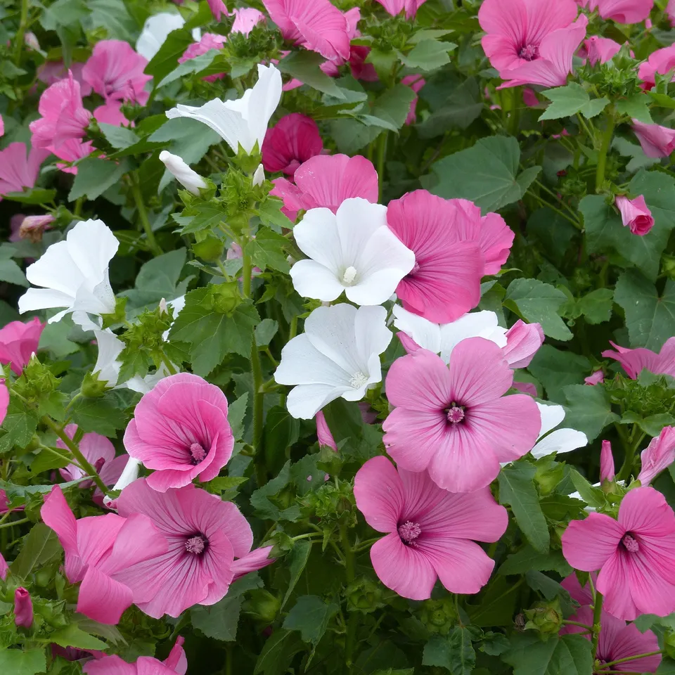 Bakker Lavatères grandes fleurs mélange sachet 2g