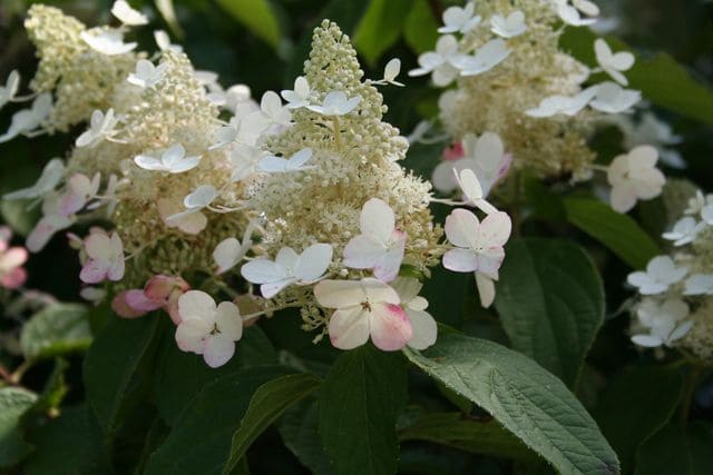 Les Hortensias du Haut Bois Midlate Summer hortensia panicule