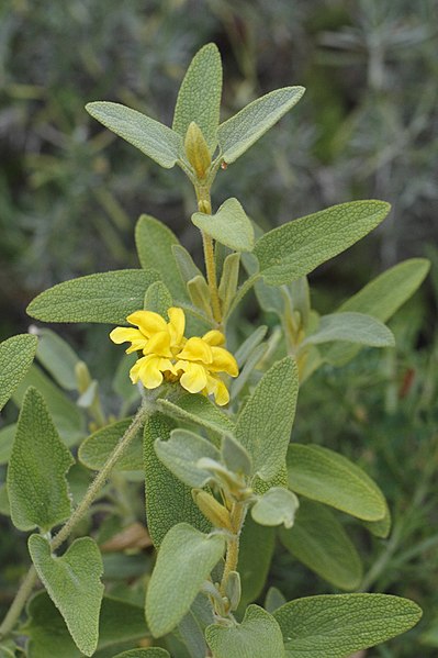 Passion Vivaces Phlomis lycia plante vivace pot 1L jaune