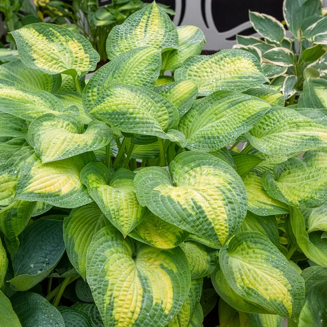 Bakker Paul's Glory hosta pot 3L feuillage doré ombre