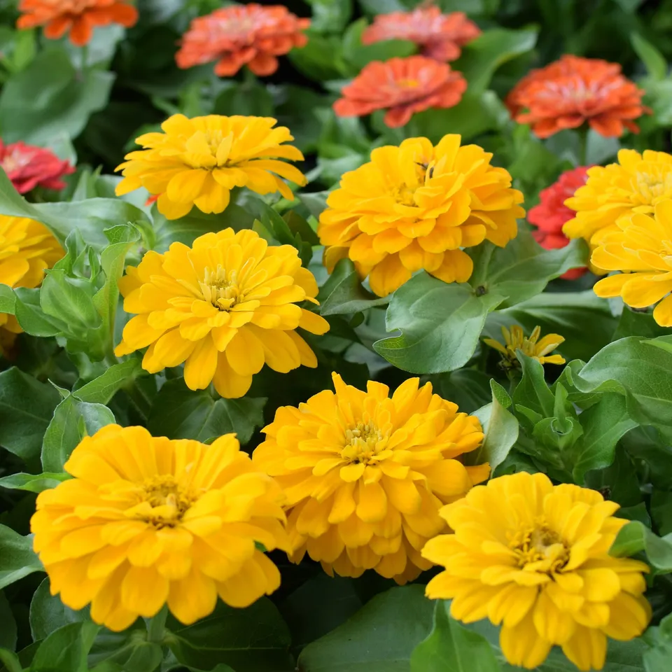 Bakker Zinnia jaune annuelle pot Ø10,5cm 90cm