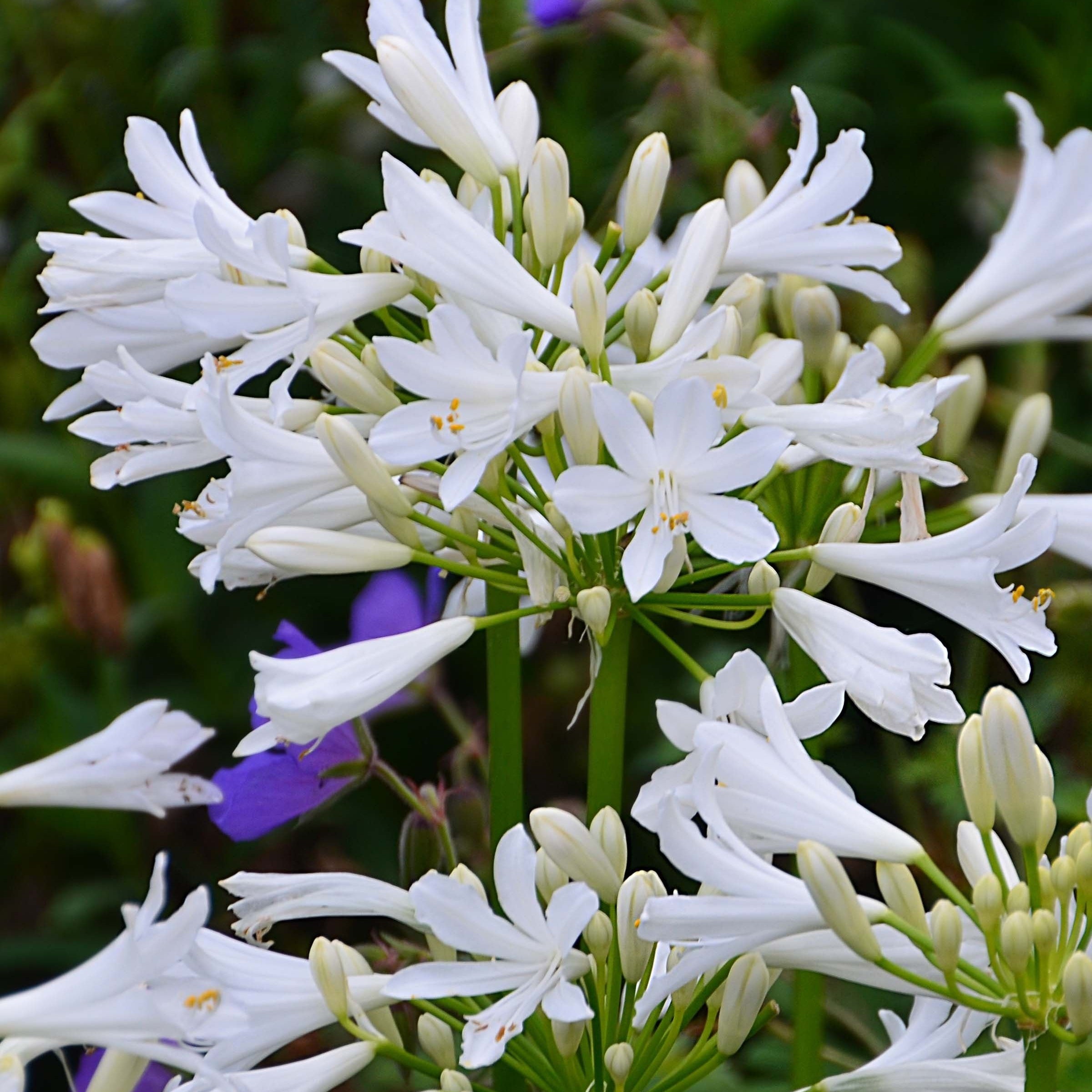 Bakker Agapanthe PITCHOUNE White vivace blanche pot 9cm naine
