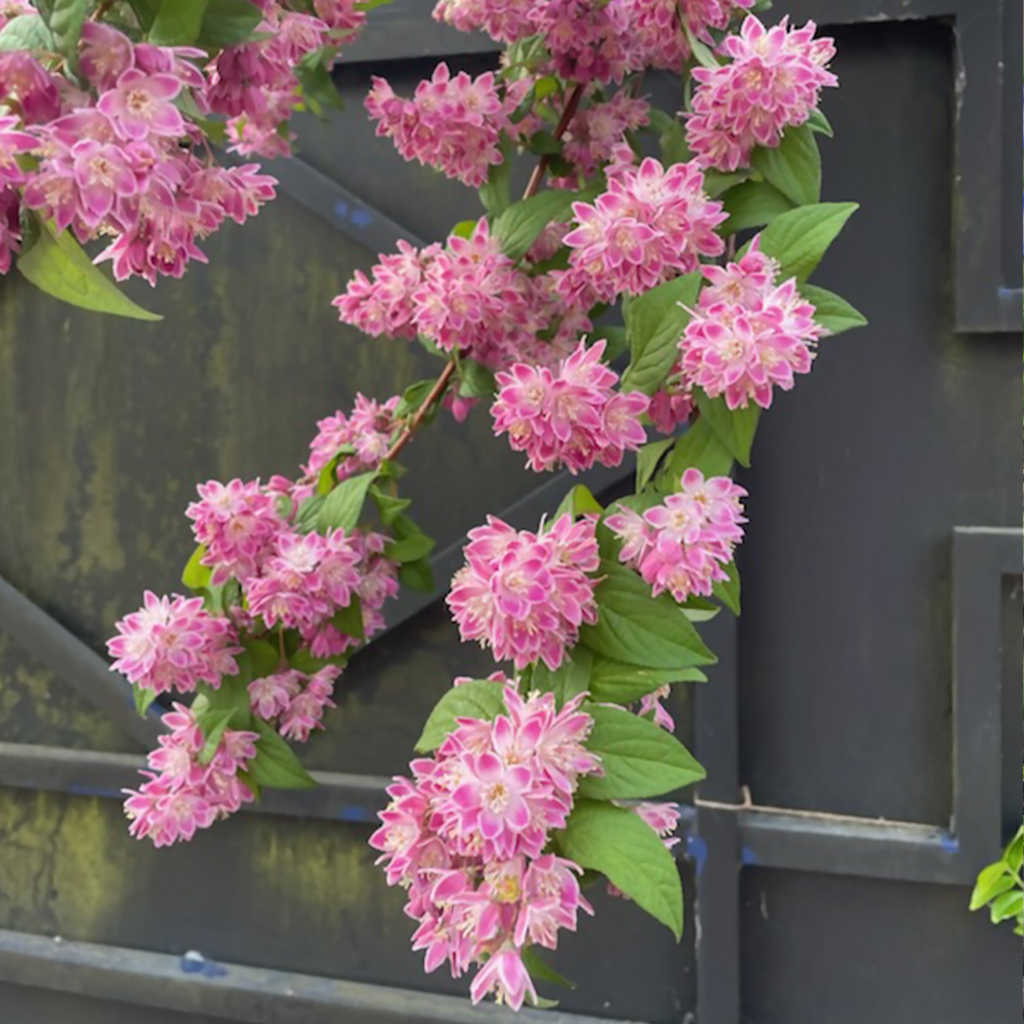 Bakker Deutzia Champ de fraise arbuste fleuri rose pot 1,5L 20-30cm