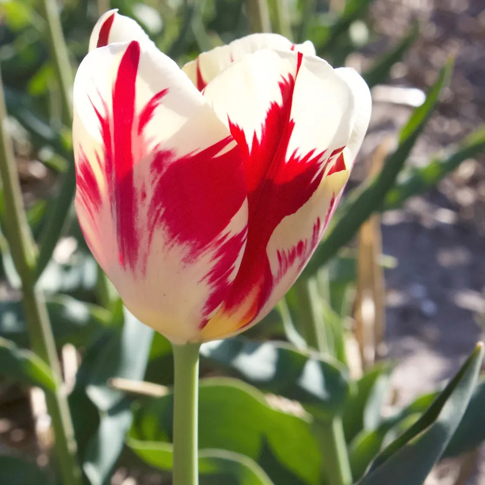 Bakker Bulbes à fleurs Tulipes Triomphe Carnaval de Rio bulbes sachet 10 rouge