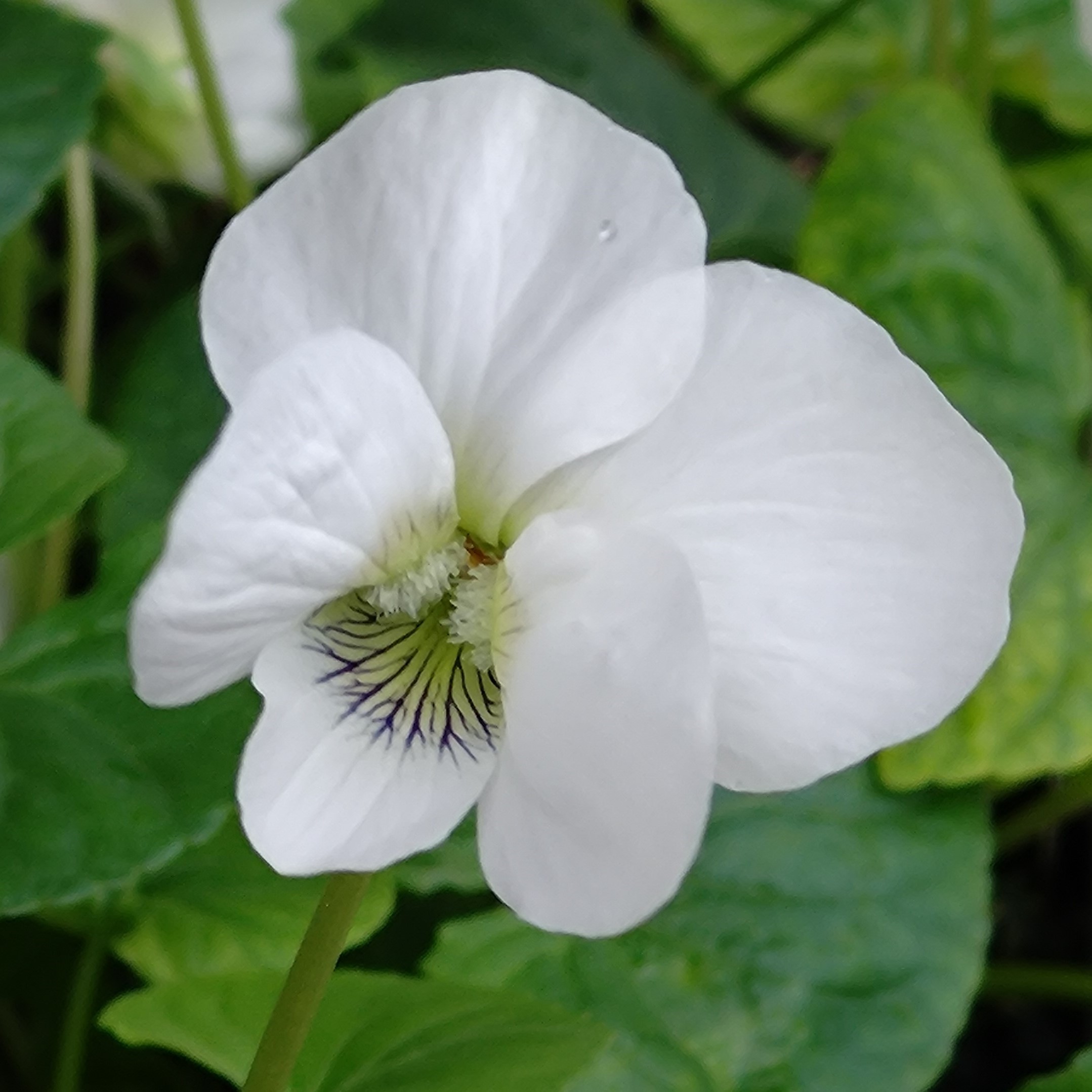 Passion Vivaces VIOLA Albiflora plante vivace pot 1L fleur blanche
