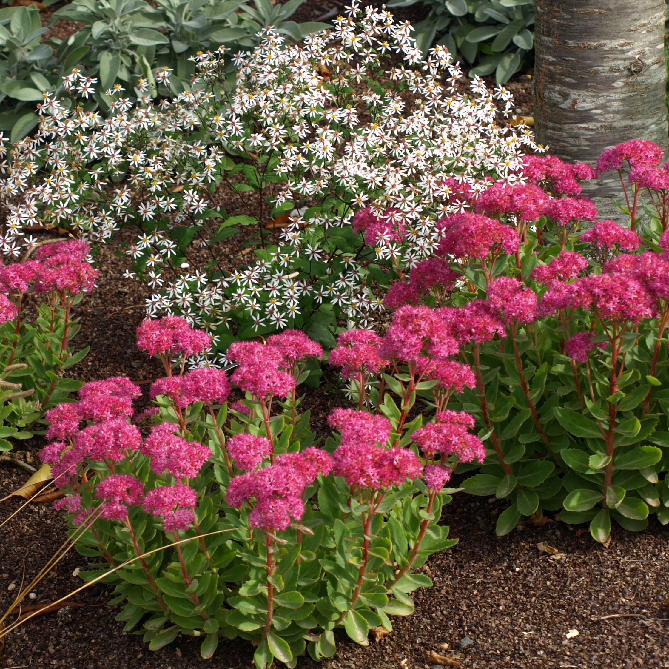Passion Vivaces Sedum Carl orpin plante vivace pot 1L rose