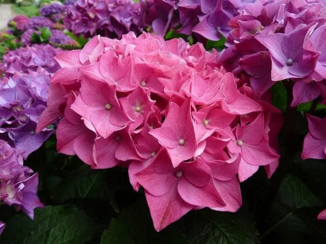 Les Hortensias du Haut Bois Brugg hortensia fleurs rondes godet