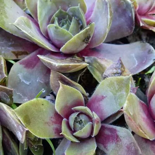 Bakker Plantes vivaces Joubarbe Othello plante succulente 3 pots Ø9cm pourpre