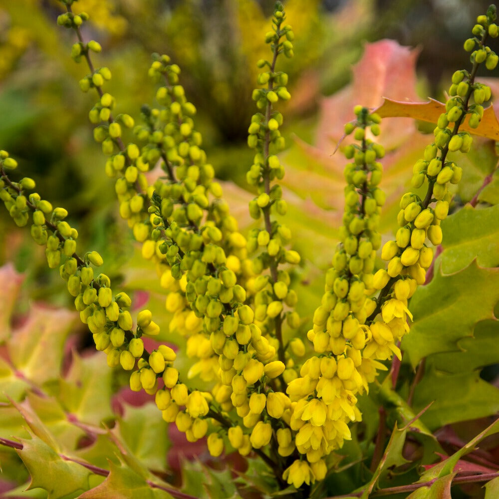 Bakker Mahonia Winter Sun arbuste pot 3L jaune hiver