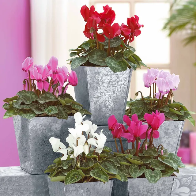 Bakker Mini-cyclamens Super série 3 pots 10,5cm couleurs hiver