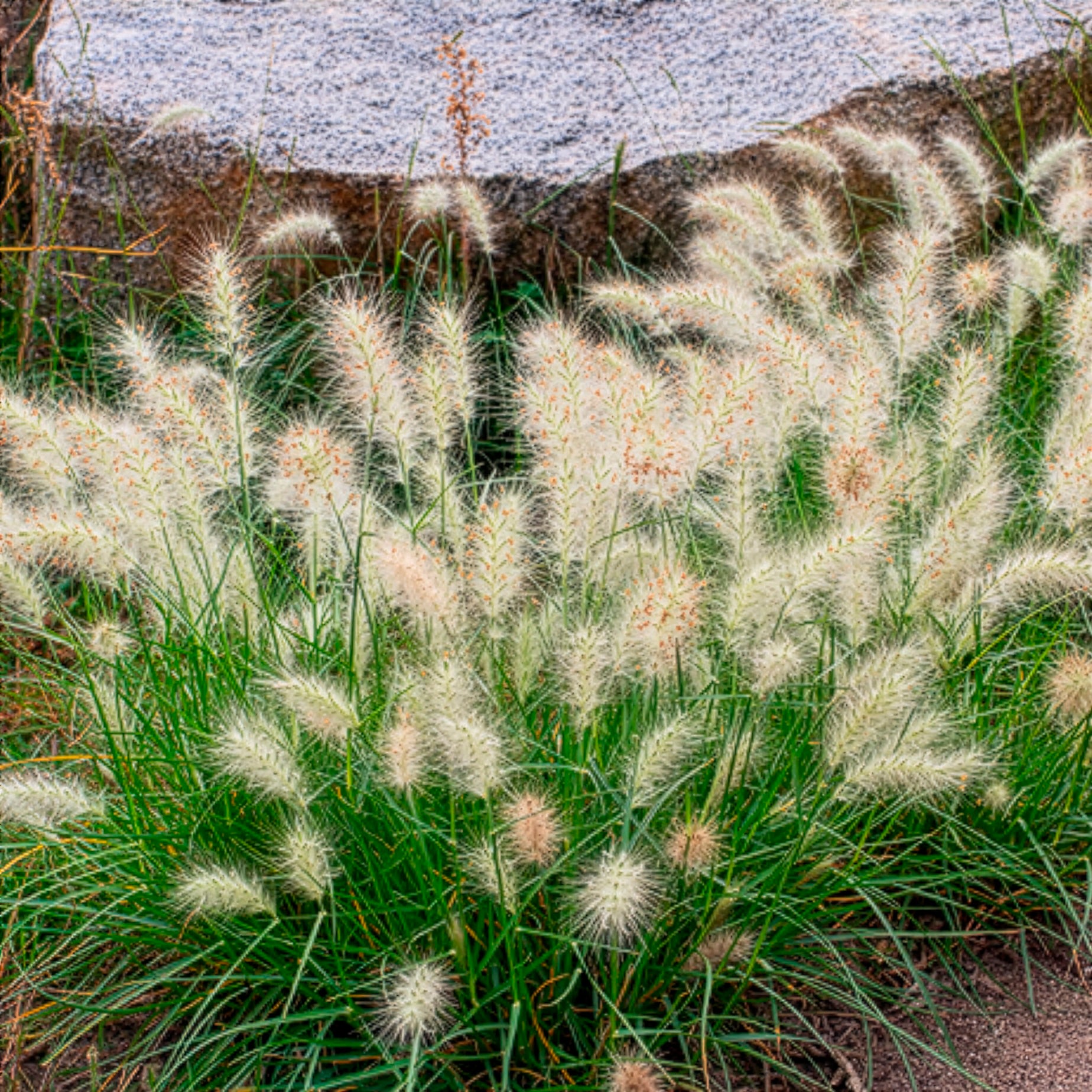Bakker Pennisetum Little Bunny graminée naine beige pot 8cm