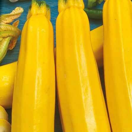 Bakker Potager Courgette Soleil F1 graine jaune sachet 10 graines