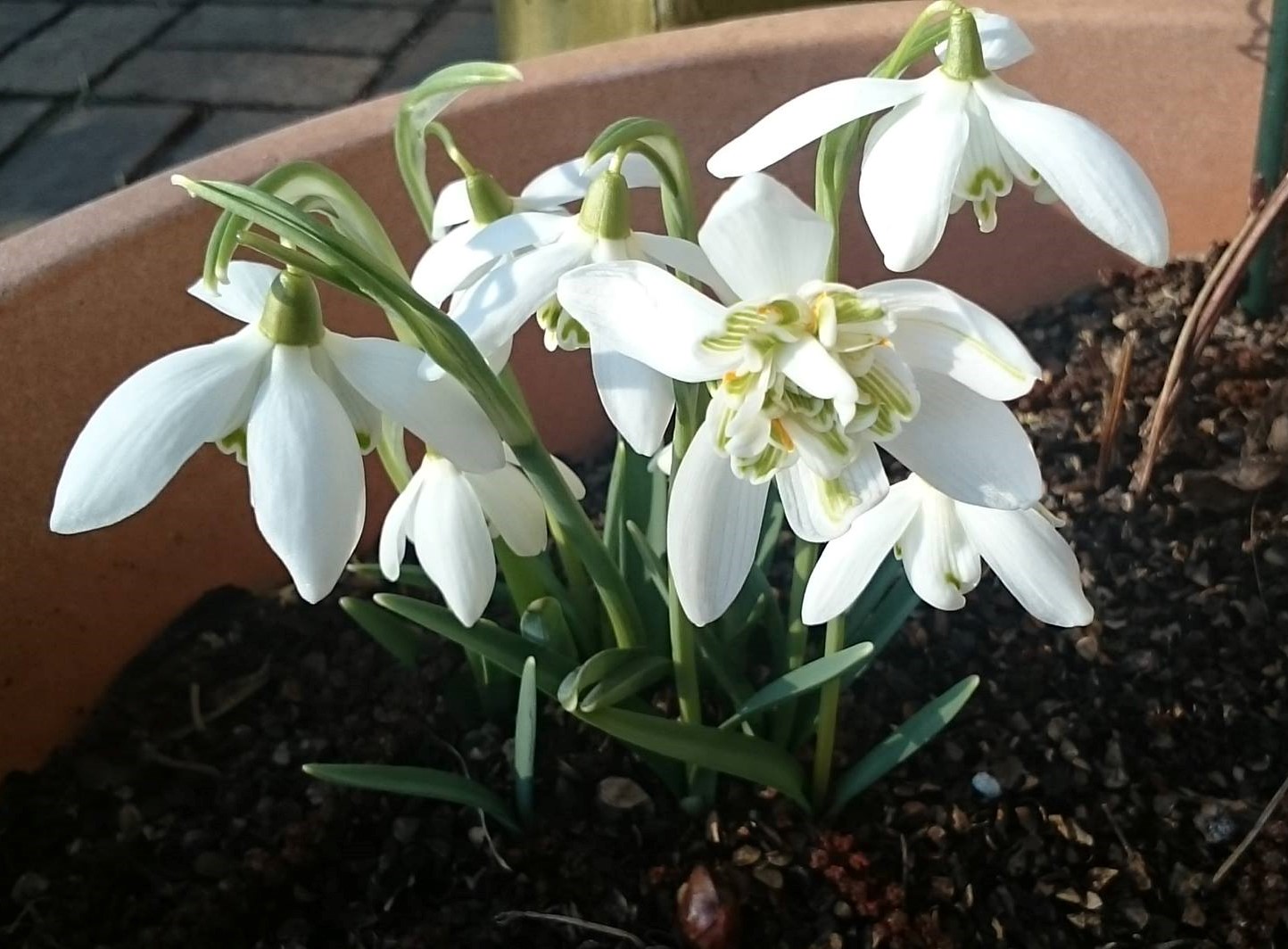 Passion Vivaces Galanthus Flore Pleno perce-neige double godet