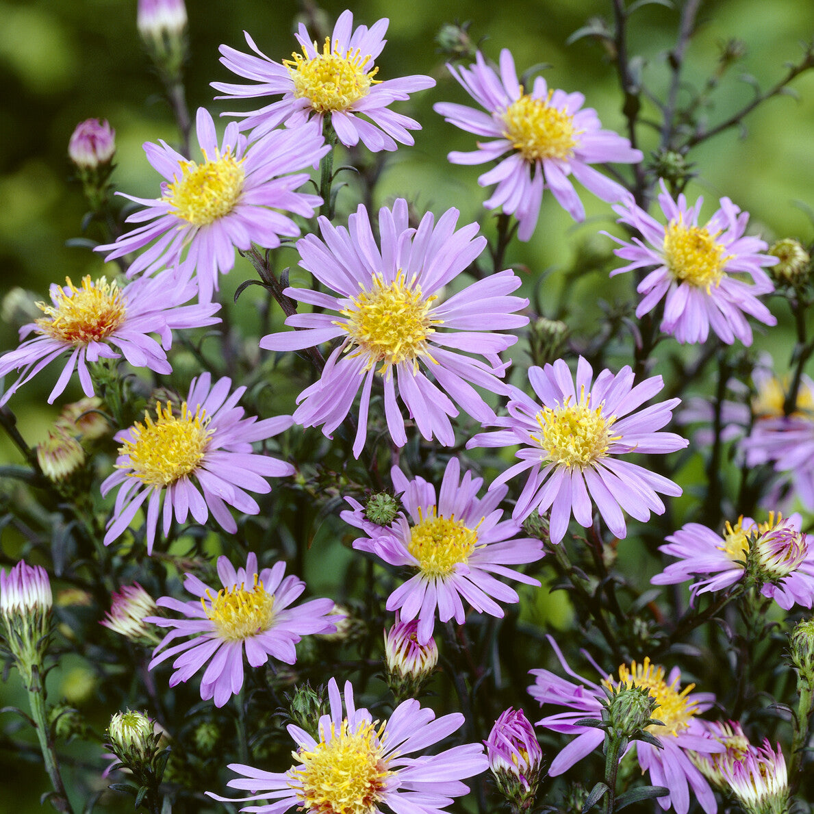 Bakker Aster géant d'automne Calliope vivace pot 9cm violet