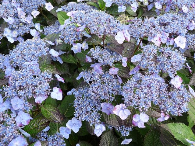 Hortensias du Haut Bois Blue Billow hortensia serrata bleu