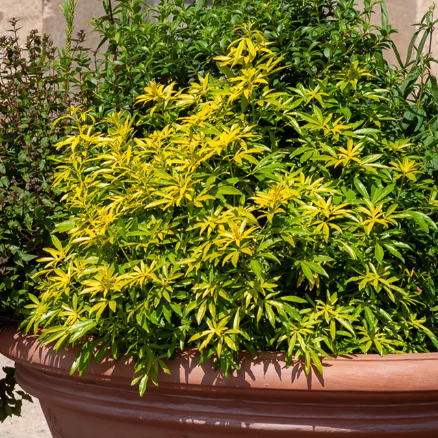 Bakker Goldfinger oranger du Mexique pot 11 cm feuillage doré