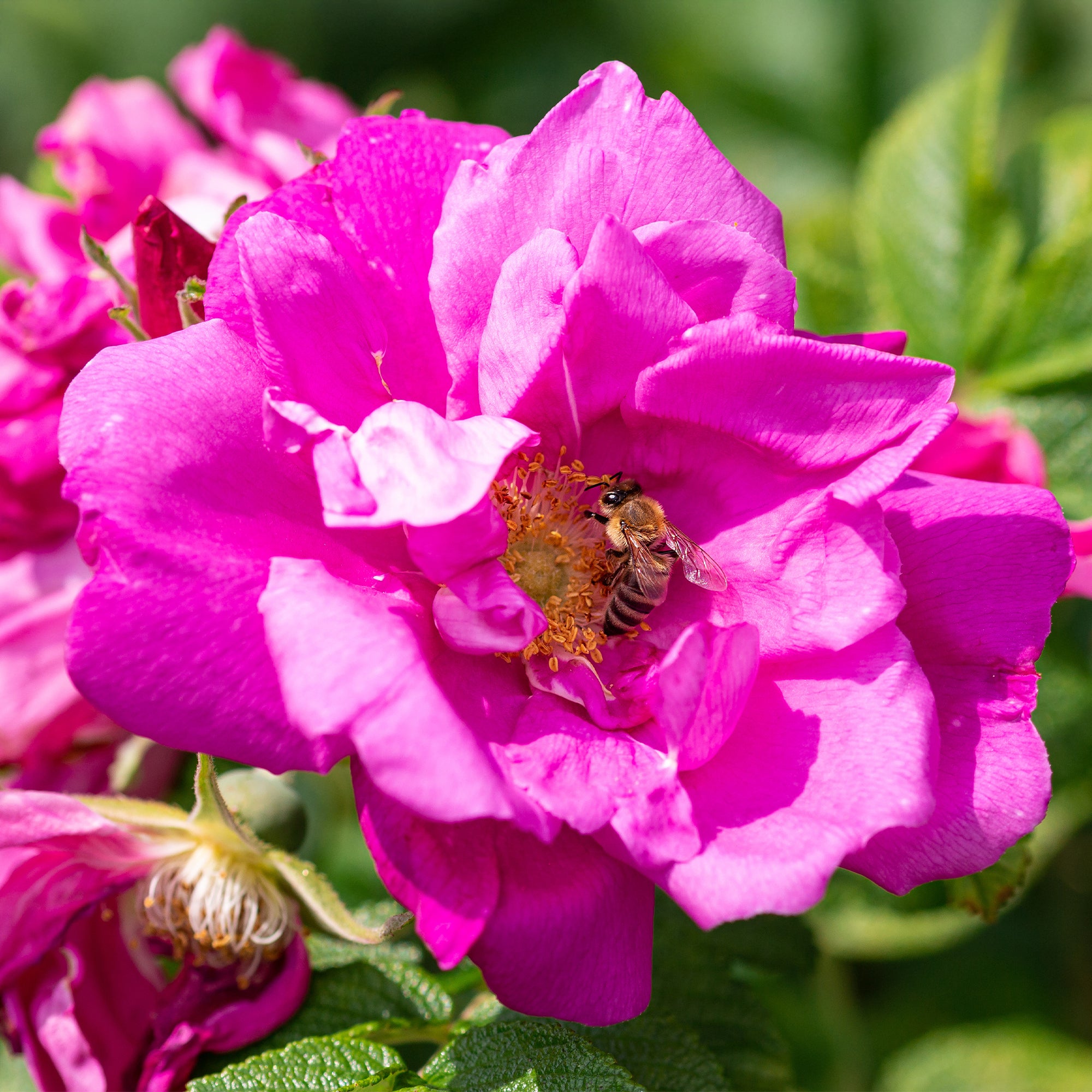 Bakker Rosiers Rosier rugueux Wild Eric rosier pot 4L rose