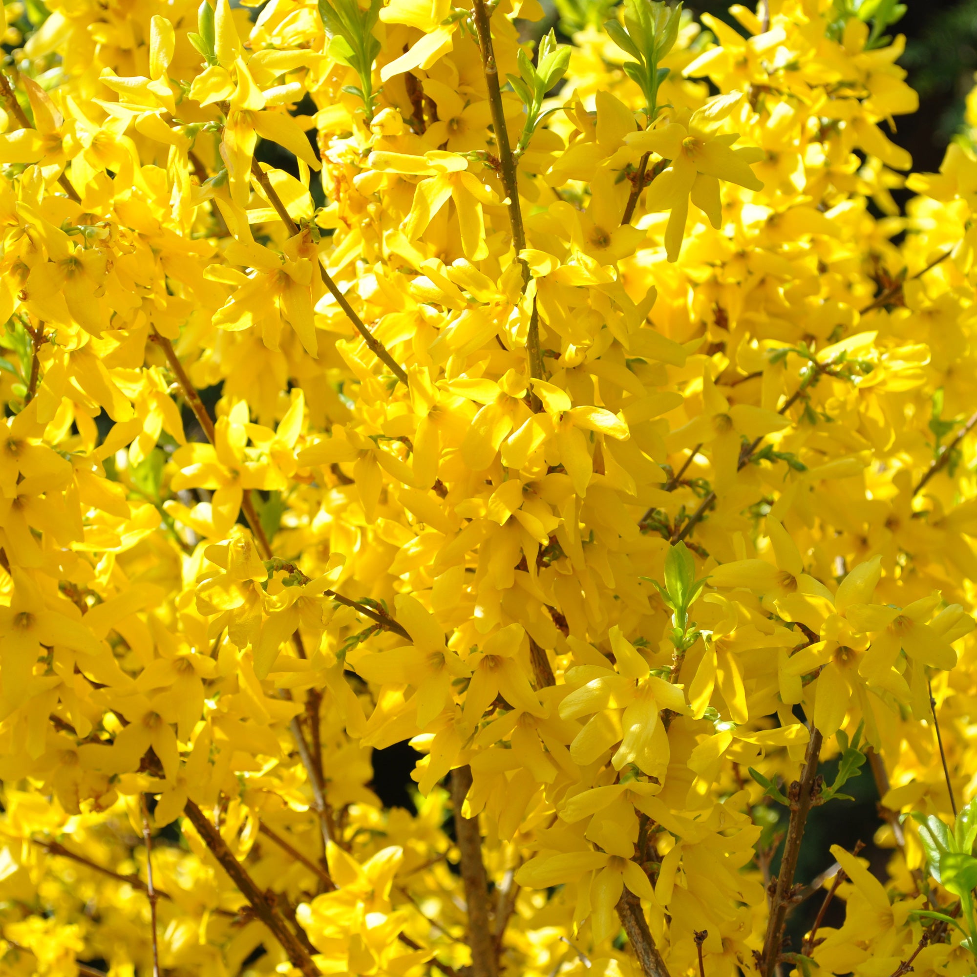 Bakker Forsythia Lynwood Gold arbuste pot Ø9cm