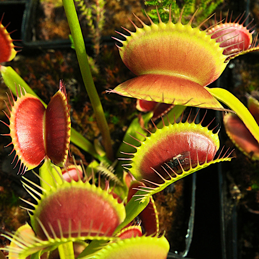 Carniflore Dionée Dionaea muscipula plante carnivore pot 9cm
