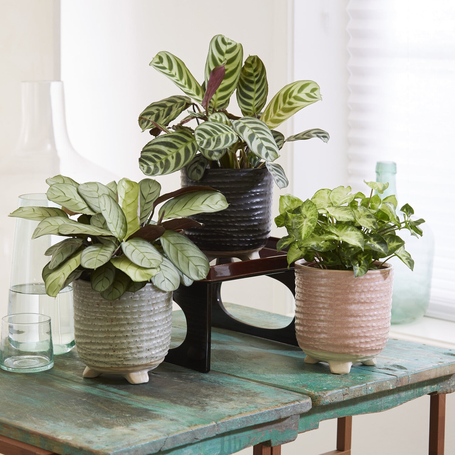 Bakker Plantes d'intérieur Collection marbré 3 pots 20-40cm
