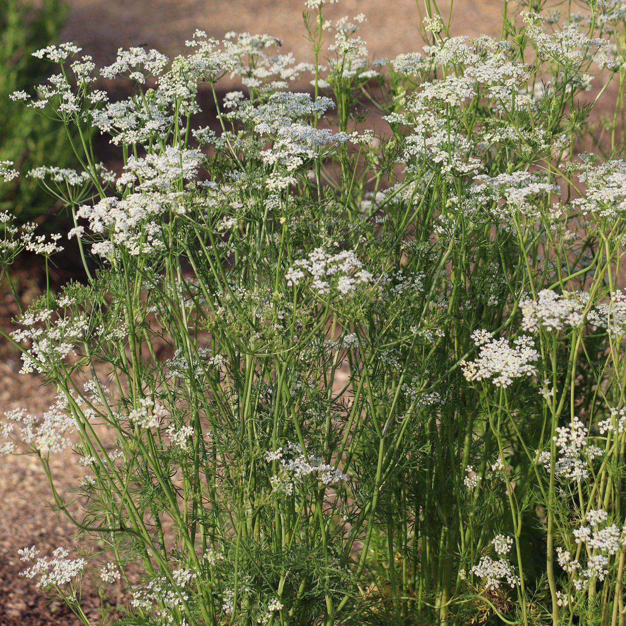 Bakker Cumin des prés Carvi plante aromatique pot Ø 9cm comestible