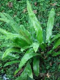 Passion Vivaces Asplenium Scolopendrium fougère pot 1 litre