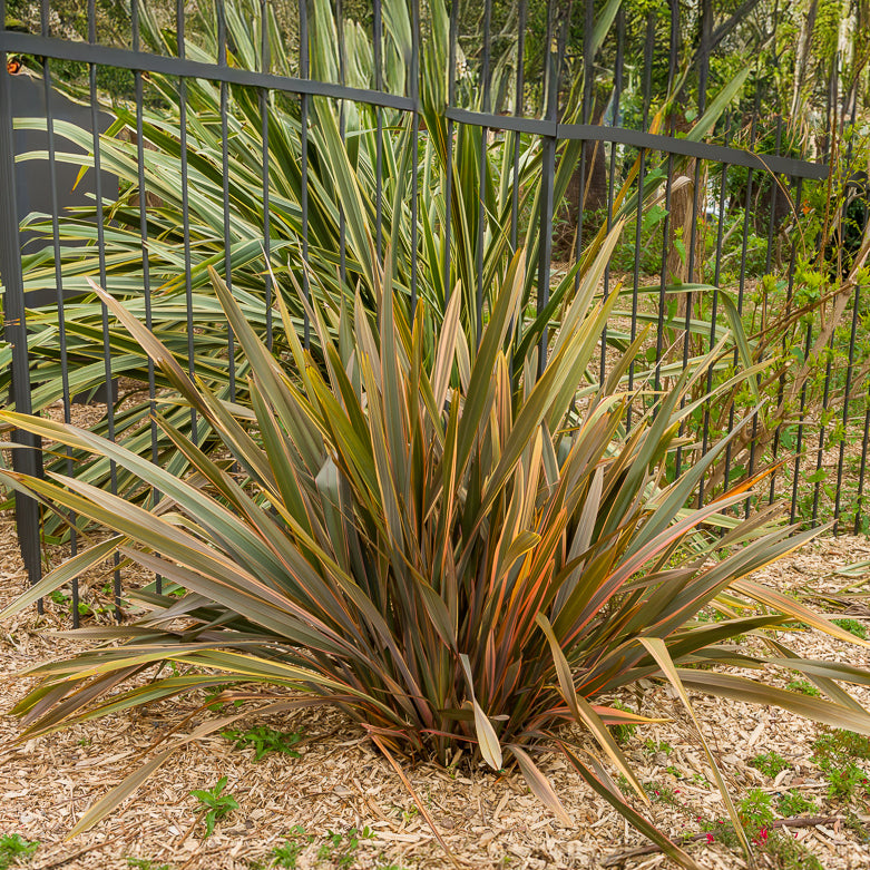 Bakker Sundowner phormium lin de Nouvelle-Zélande godet 9cm bronze