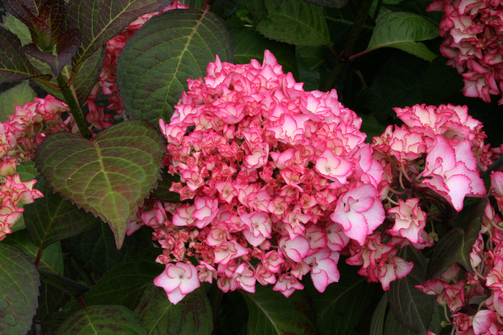Hortensias du Haut Bois Sabrina hortensia boule jardin