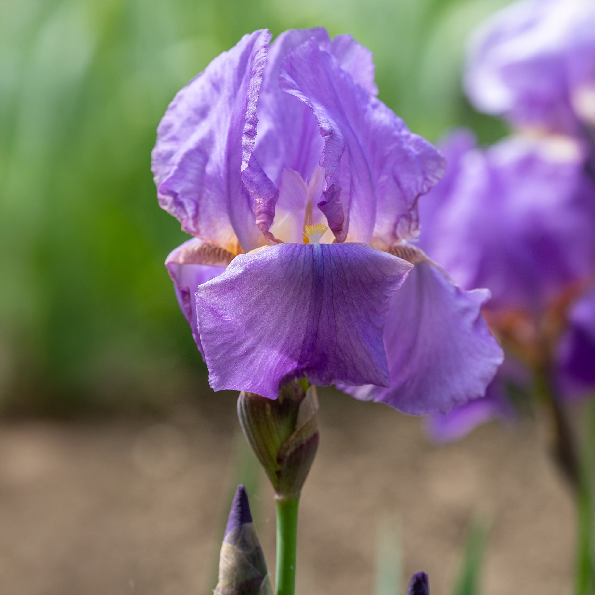 Bakker Iris Lovely Again vivace violette paquet 3 racines