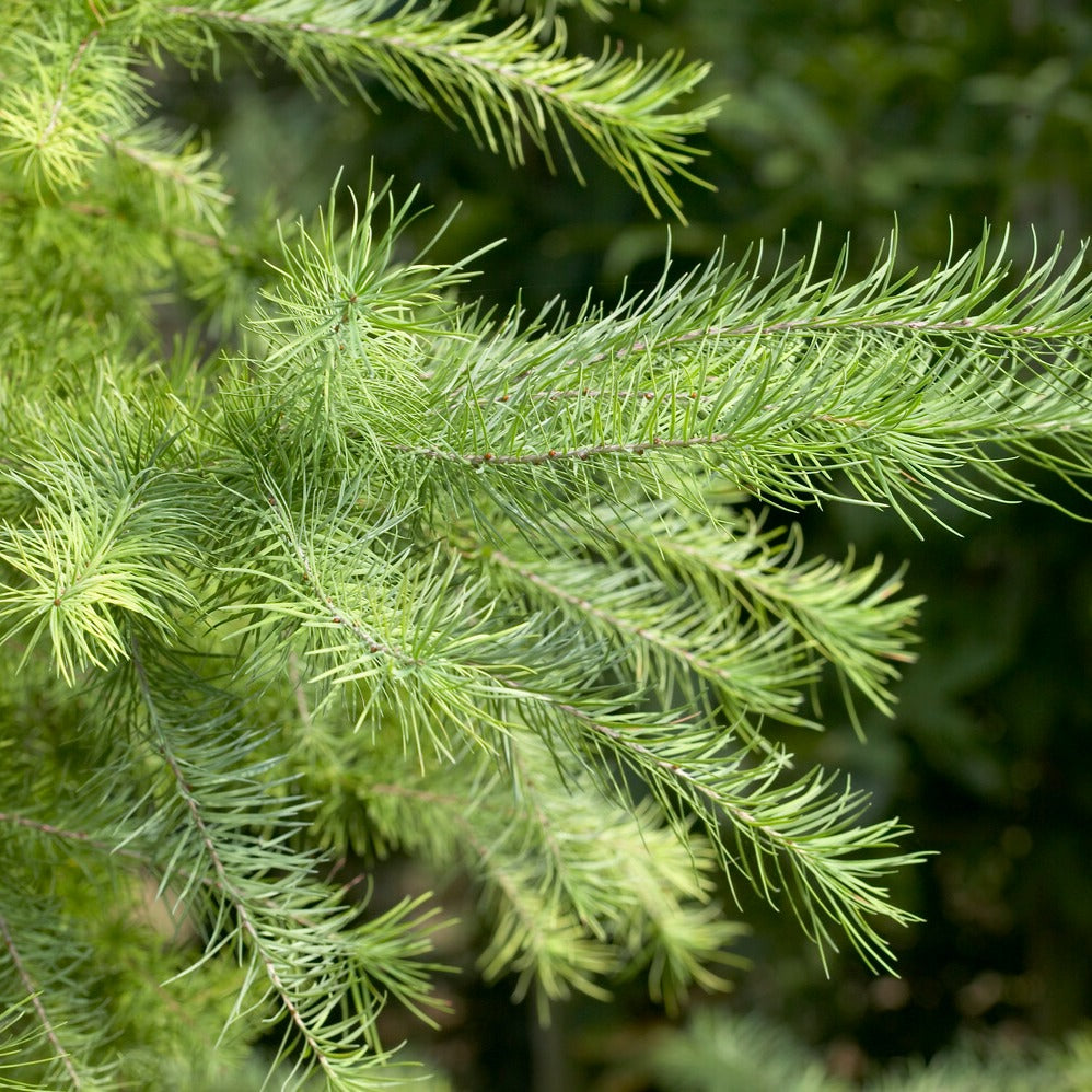 Bakker Mélèze du Japon Larix kaempferi arbre pot 2L 80-100cm