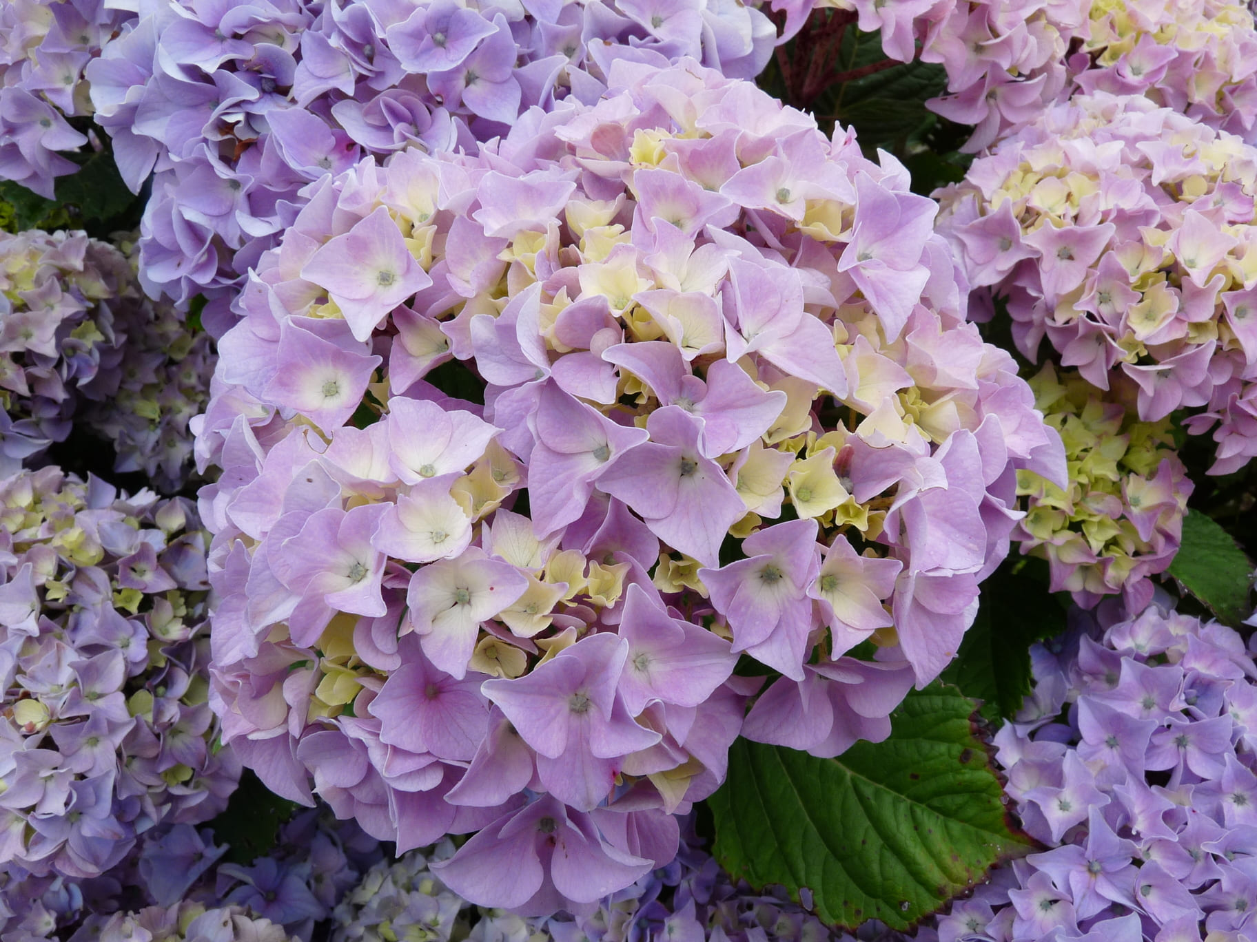 Les Hortensias du Haut Bois Yvonne Cayeux hortensia boule godet