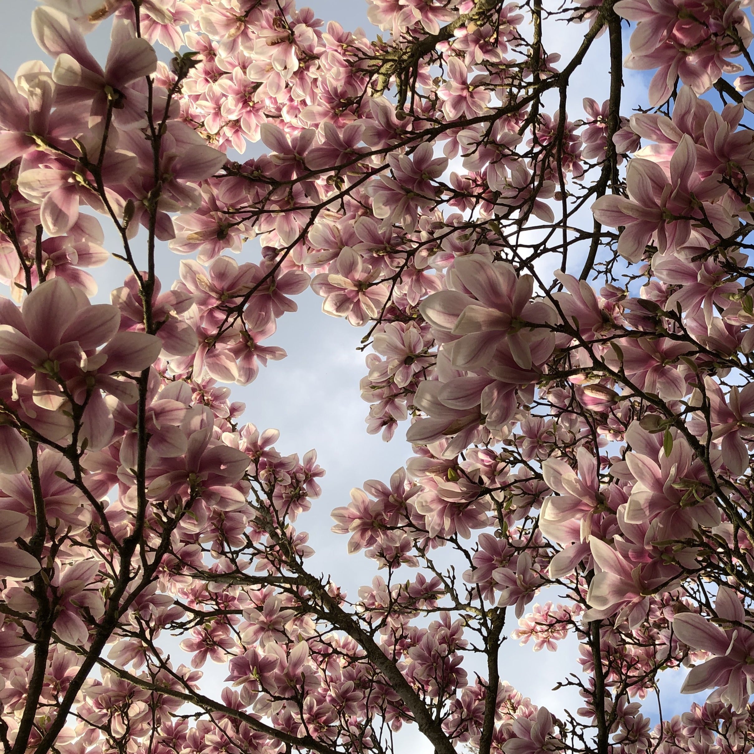 Bakker Magnolia de Soulange arbuste pot 3L 60-80cm rose