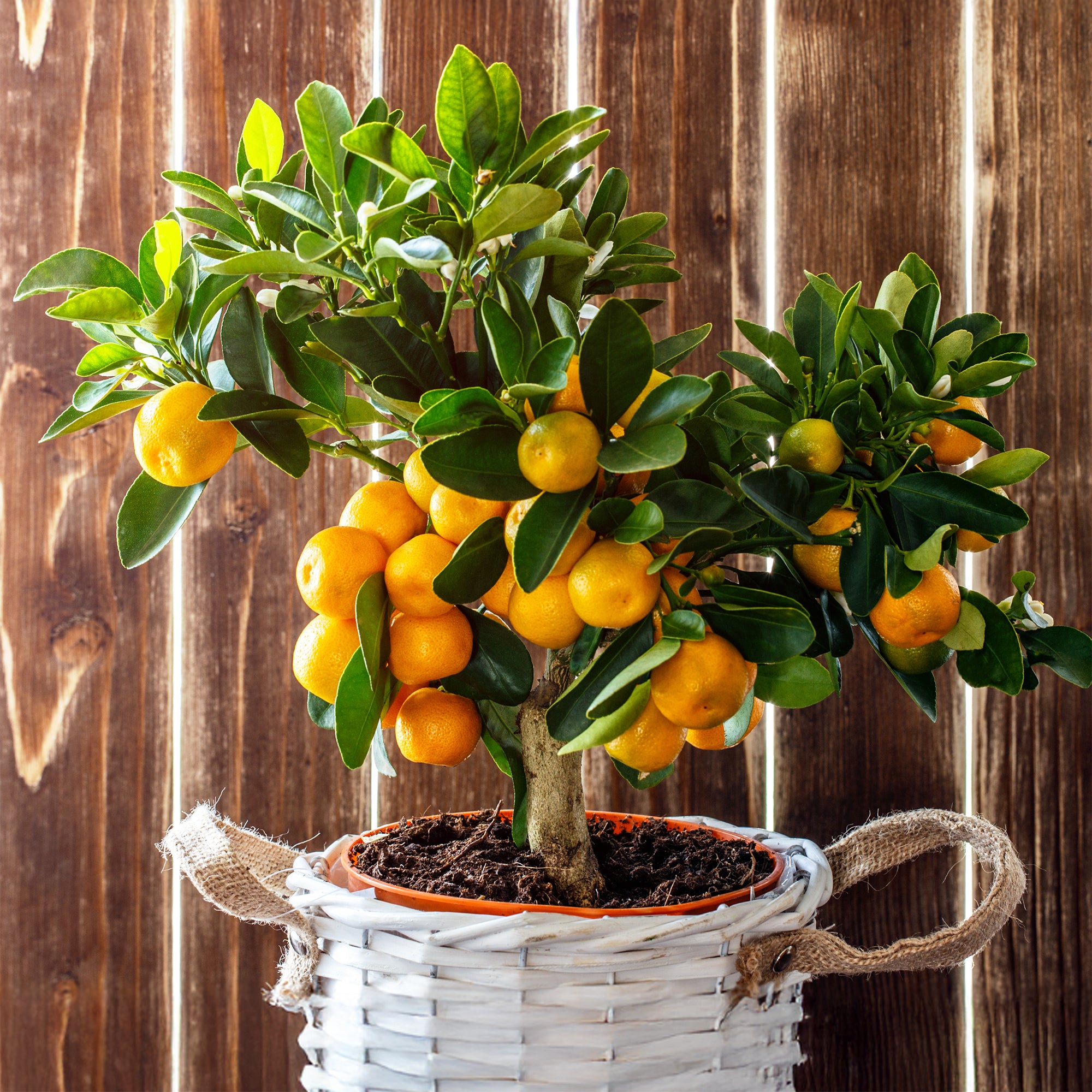 Bakker Fruitiers Mandarinier agrume en pot Ø 12cm 15-20cm
